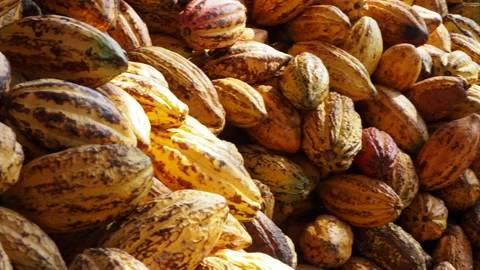 Opening a cocoa pod to show beans inside. Stock Footage 168065220