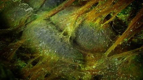 Opening Up A Colorful Alien Creature In Lab Stock Footage 195120620