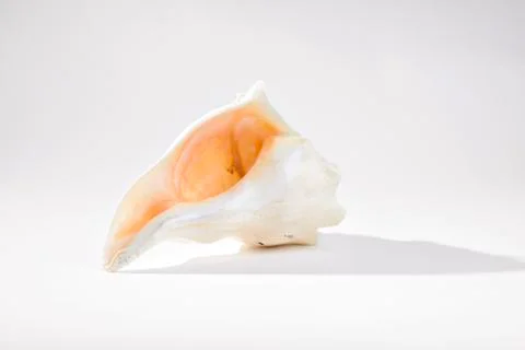 Opening of Conch Shell on Gray Background Stock Photos