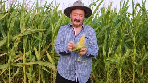 Opening a corn in hands, elderly farmer worker stands in field, Stock Footage 269969409