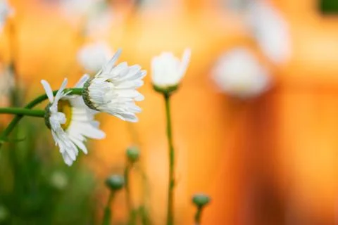 Opening Daisy with Orange Background Stock Photos