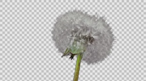 Opening Dandelion.  4k time lapse, with alpha channel Stock Footage 64106851