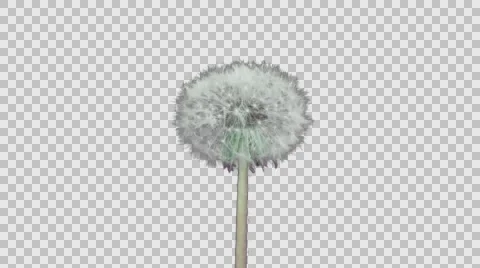 Opening Dandelion.  4k time lapse, with alpha channel Stock Footage 64228427
