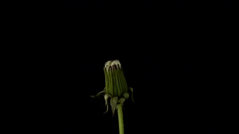 Opening Dandelion on a black background, time lapse Stock Footage 171940305