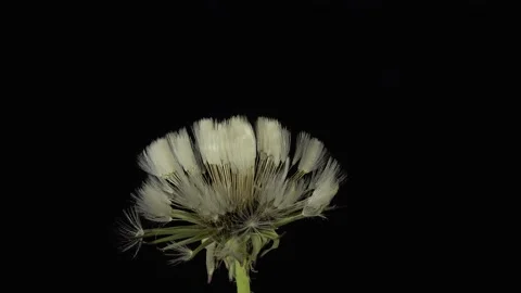Opening Dandelion flower on a black background, time lapse Stock Footage 171939838