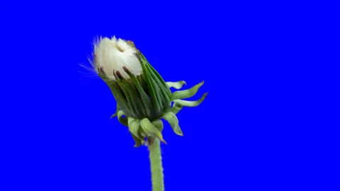 Opening dandelion. Time lapse with alpha channel Stock Footage 100115388