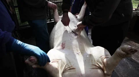Opening dead pig in the farm Video stock 47932162