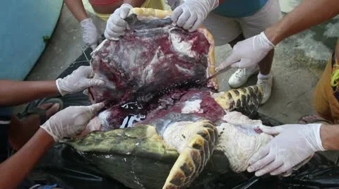 Opening Death Turtle Stock Footage 10421370