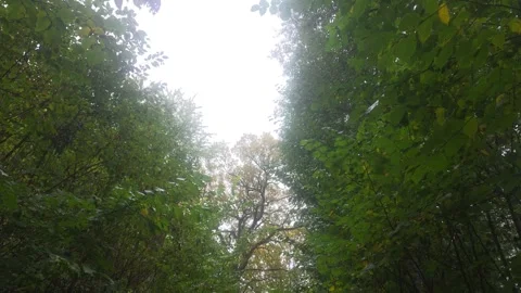 Opening In Dense Forest Canopy Revealing Overcast Grey Sky Stock Footage 348063146