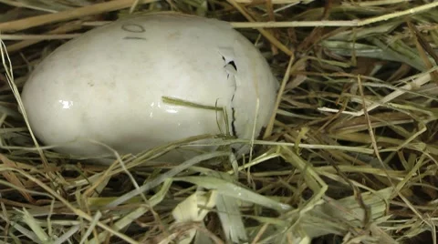 Opening duck egg 動画素材 8518960
