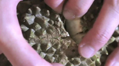 Opening durian closeup Stock-Footage 34013089