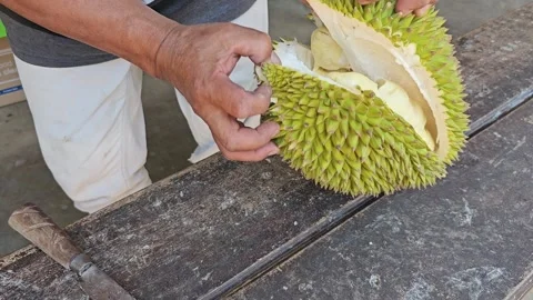 Opening durian fruit Stock Footage 251564983