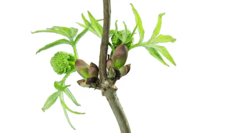 Opening of the elder tree buds. Stock Footage 90352811