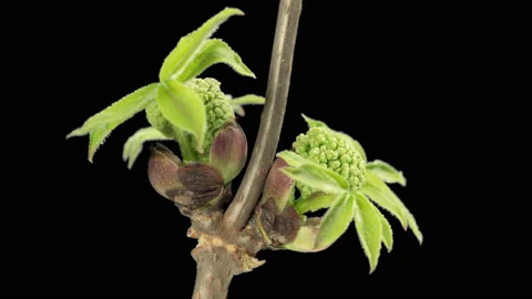 Opening of the elder tree buds Stock Footage 90355257