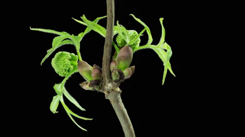 Opening of the elder tree buds. Stock Footage 98298626