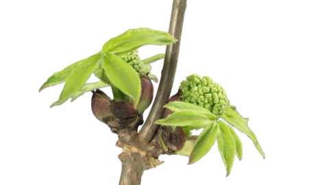 Opening of the elder tree buds Stock Footage 98299115