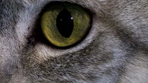 Opening Eyes, Close-up Predator Green Eye.  Stock Footage 231752636