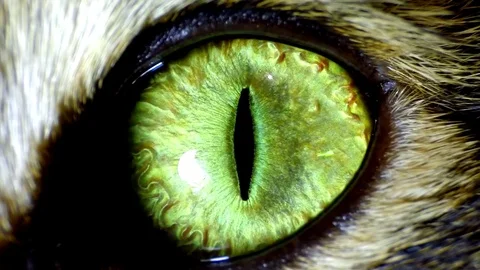 Opening eyes, predator wakes up Stock Footage 101053026