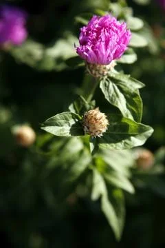 Opening flower bud Stock Photos