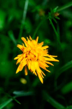 Opening flower Foto stock