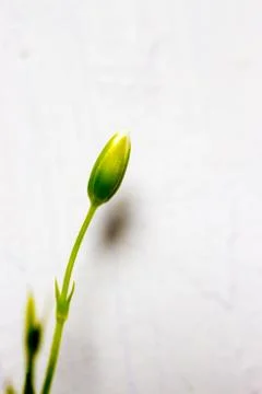 Opening Flower stem 库存照片