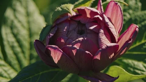 Opening Flower Time-lapse Stock Footage 301711787