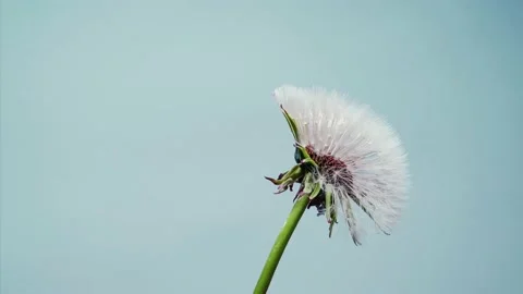 Opening flowers of Dandelion in blue background. Time lapse. Stock Footage 154682260