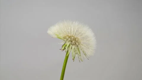 Opening flowers of Dandelion in gray background. Time lapse. Stock Footage 154681195