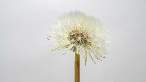 Opening flowers of Dandelion in white background. Time lapse. Stock Footage 154857485