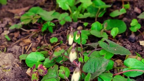 Opening of forest violet among green leaves in spring, timelapse 库存影片 330490555