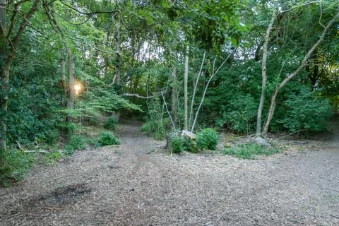 Opening In A Forrest Stock Photos