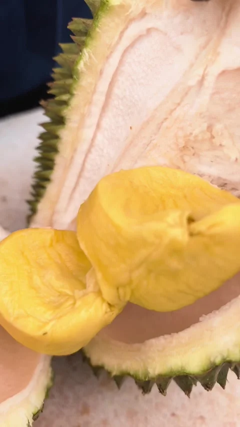 Opening Fresh Ripe Durian Fruit Revealing Creamy Yellow Flesh Stock Footage 341521699
