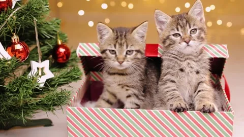 Opening a gift box with kittens and their surprised looks, next to a Christmas Stock-Footage 219315723