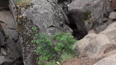 Opening to granite cave.  Moss and small pine trees grow along the edge Stock Footage 117579908