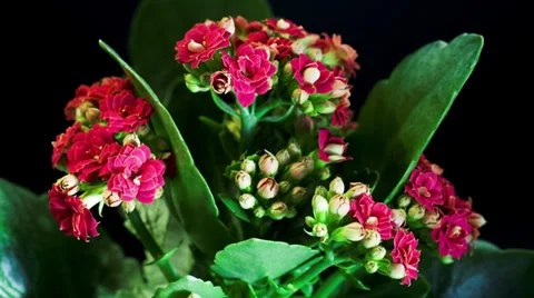 Opening of kalanchoe Video stock 36581270
