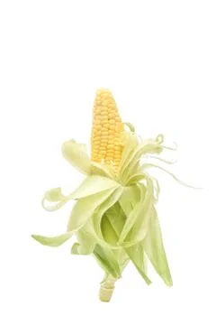 Opening layers of hask corn cob isolated Stock Photos