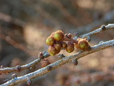 Opening leaf buds Foto stock