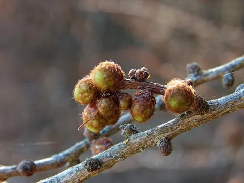 Opening leaf buds Foto stock