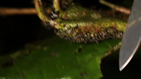 Opening a leaf node or Domatium Cordia nodosa to show symbiotoic ants inside Video stock 1047403