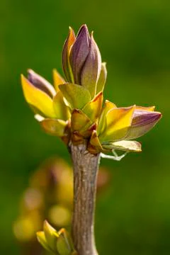 Opening lilac leaf Stock-Fotos