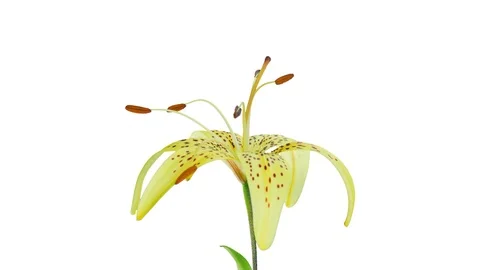Opening Lily Time-Lapse In UHD ProRes With Alpha Channel Stock Footage 115844967