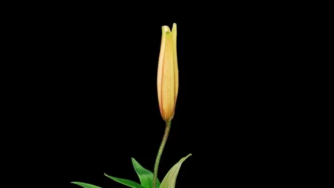 Opening Lily Time-Lapse In UHD ProRes With Alpha Channel Stock Footage 115845015