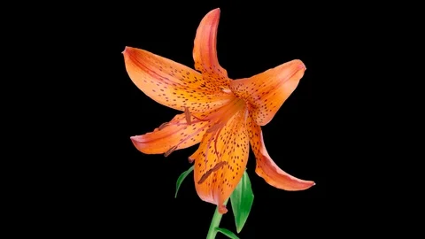 Opening Lily Time-Lapse In UHD ProRes With Alpha Channel Stock Footage 115845105