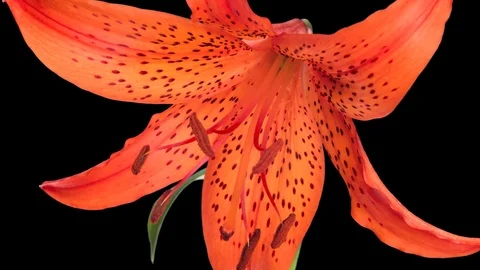 Opening Lily Time-Lapse In UHD ProRes With Alpha Channel Stock Footage 115845458