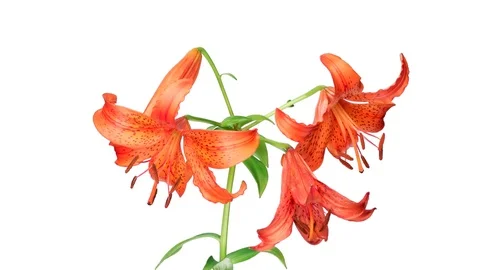 Opening Lily Time-Lapse In UHD ProRes With Alpha Channel Stock Footage 115846068