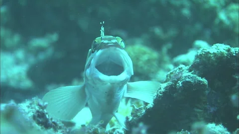 Opening Mouth of the Red Snapper Stock Footage 332482903