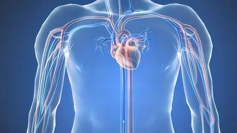 Opening the occluded artery by inserting a stent Stock Illustration