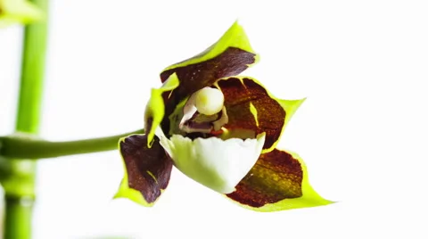 Opening Orchid Flower Stock-Footage 45105950