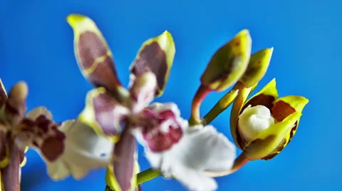 Opening Orchid Flower Stock Footage 45619785