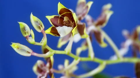 Opening Orchid Flower Видео 46733393